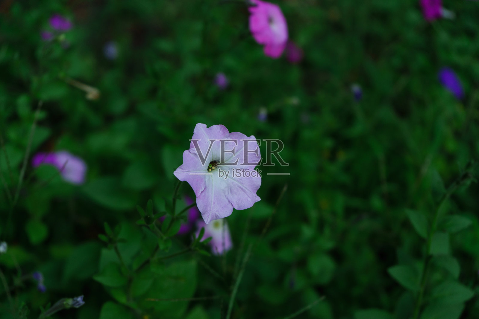 绿色自然背景上的矮牵牛花。年代。照片摄影图片