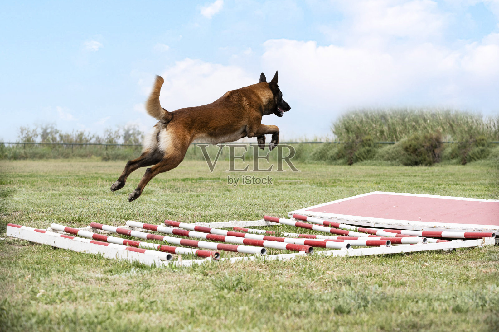 比利时牧羊犬的训练照片摄影图片