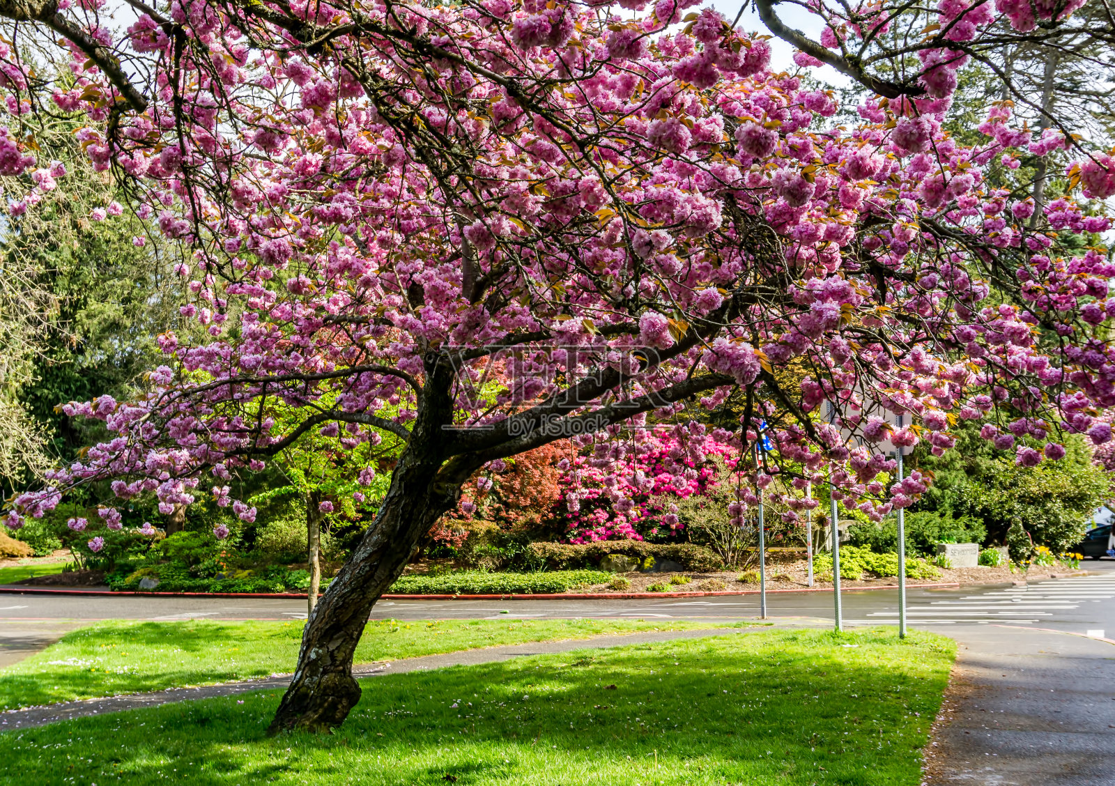 公园绽放3照片摄影图片