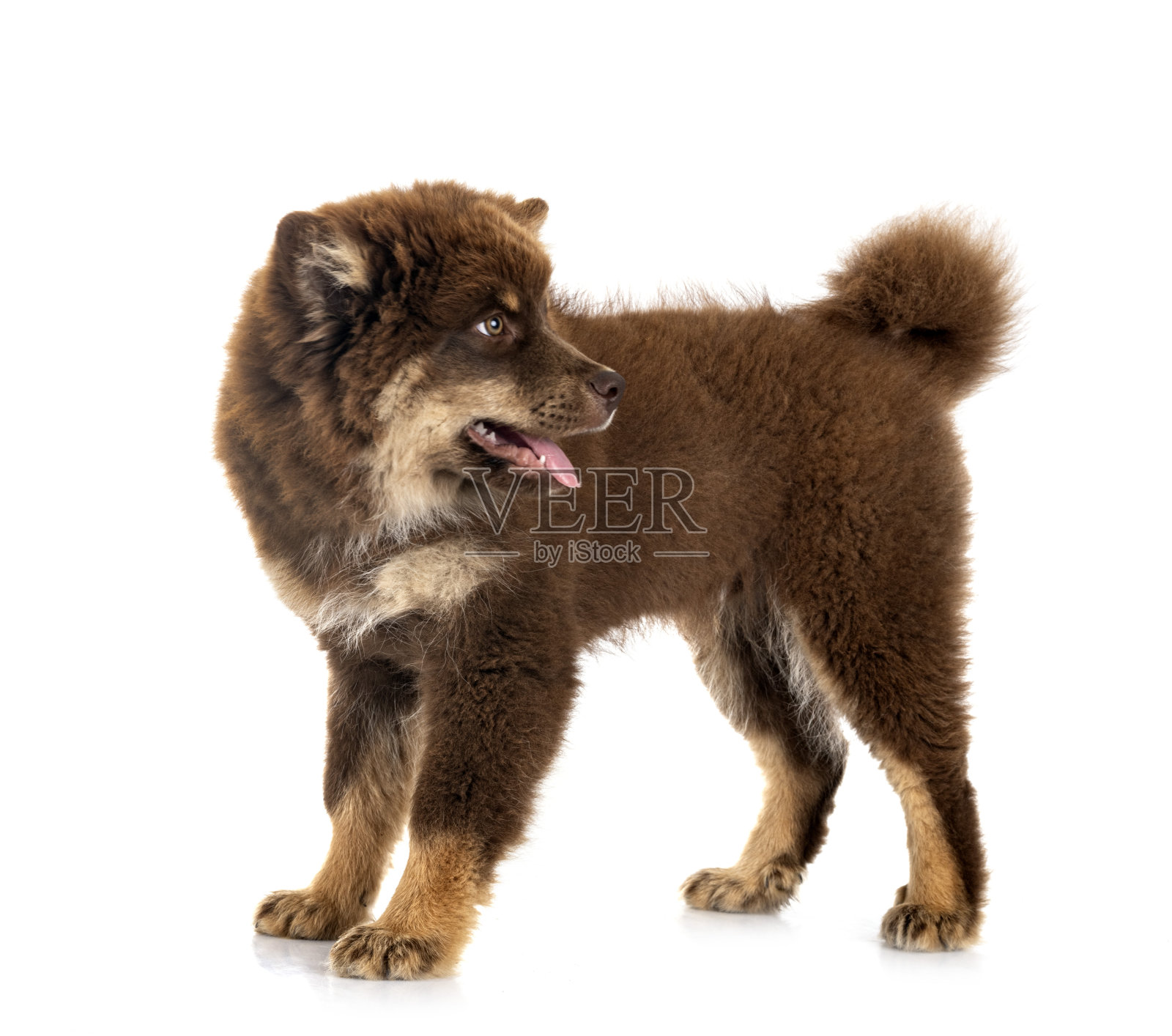 录音室里的芬兰Lapphund照片摄影图片