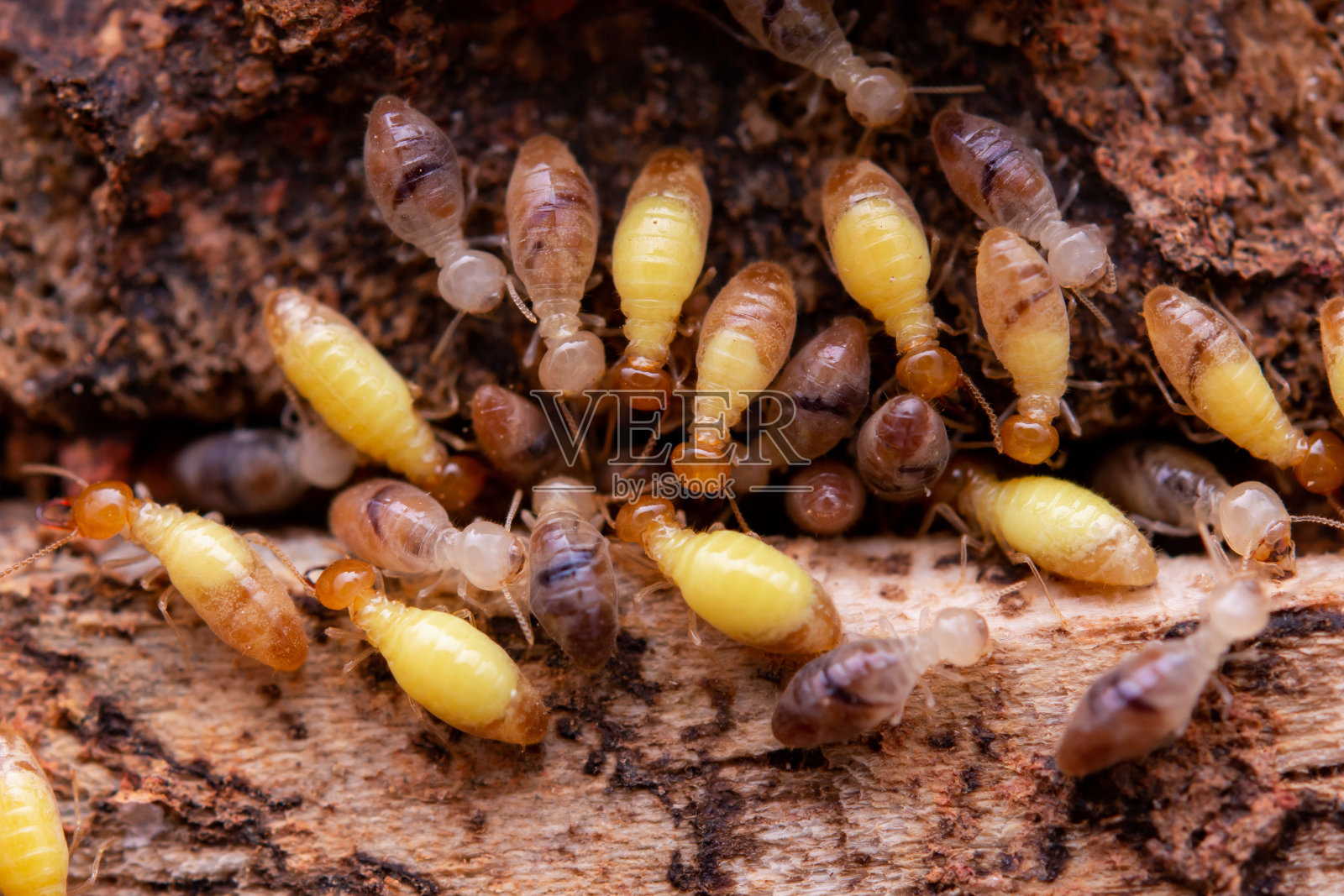 白蚁吃木板。白蚁对木屋的破坏照片摄影图片