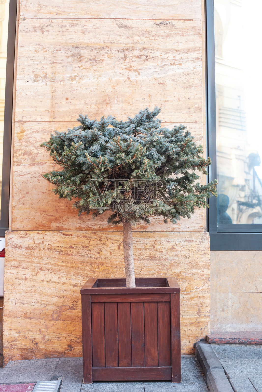 蓝色云杉生长在城市街道的大木盆里。常绿装饰树生长在大木花盆，节日装饰照片摄影图片