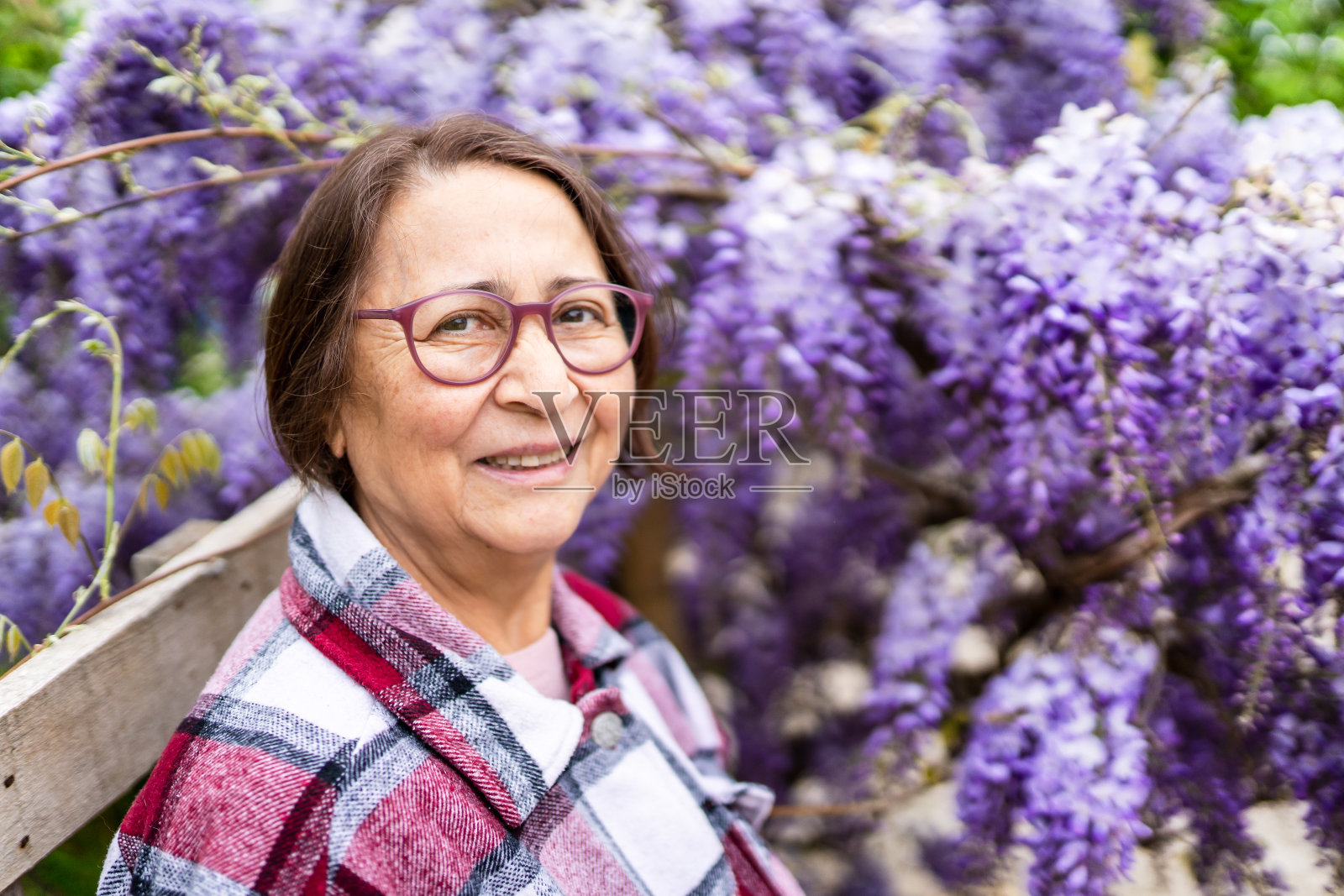在风信子花园快乐的年长妇女的肖像照片摄影图片