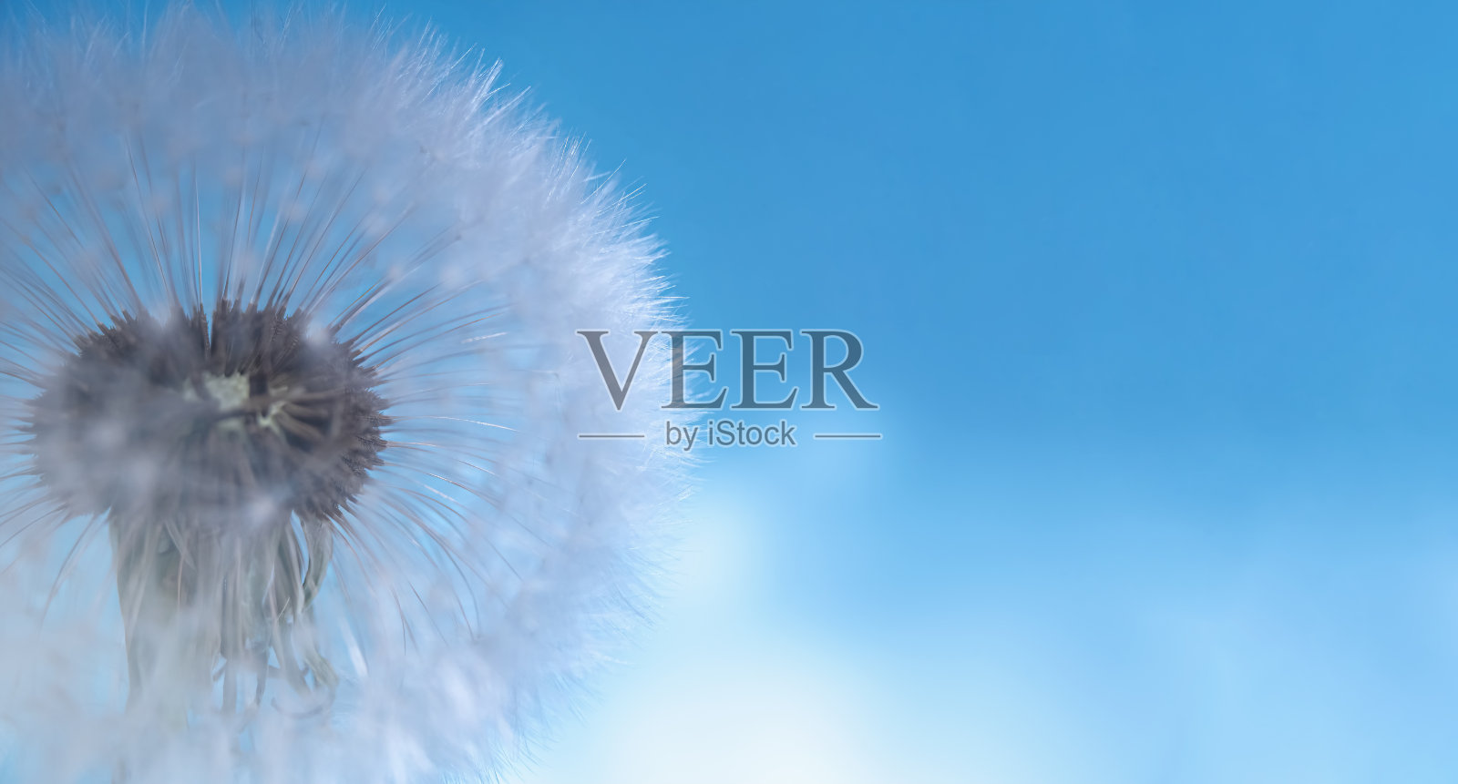 蒲公英的宏观图像在软焦点。对蓝色背景进行选择性聚焦。全景照片照片摄影图片