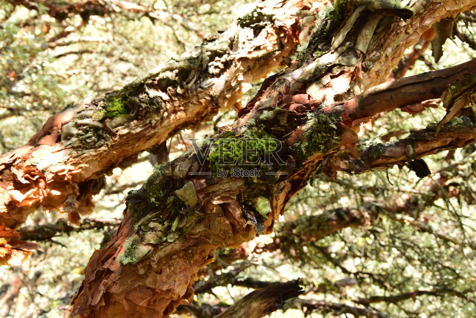 在通往69礁湖的路上，有一条岩石小路，穿过令人惊叹的树木。秘鲁沙漠中的华斯卡兰国家公园照片摄影图片