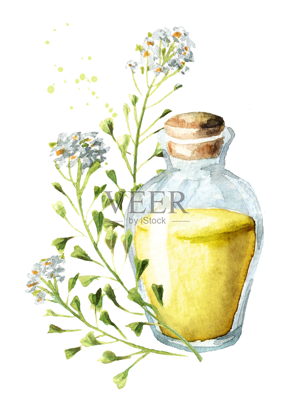 药用植物荠菜袋或荠菜酊剂或精油瓶。手绘水彩插图孤立在白色背景插画图片素材