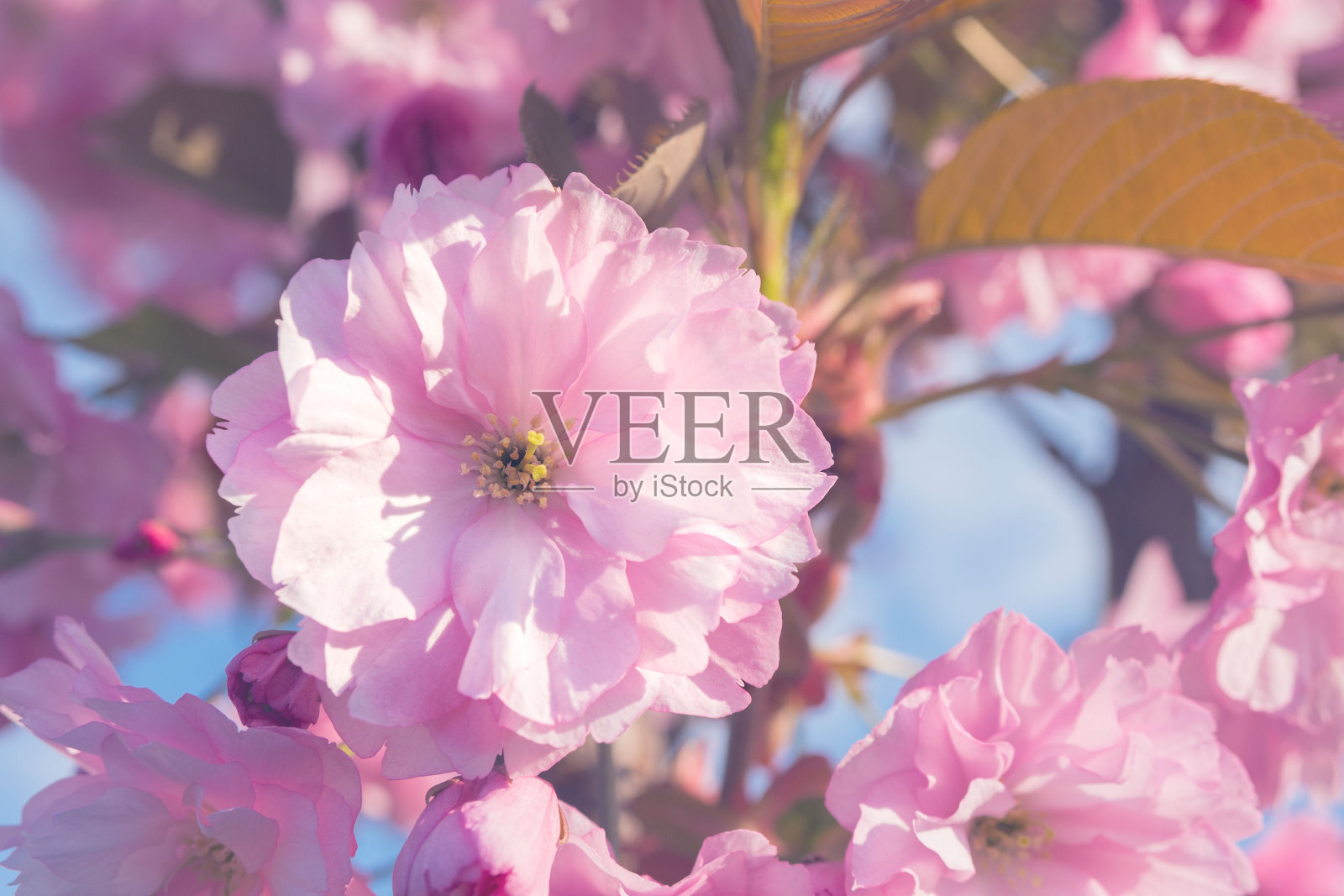 美丽的粉红色樱花映衬着蓝天。照片摄影图片