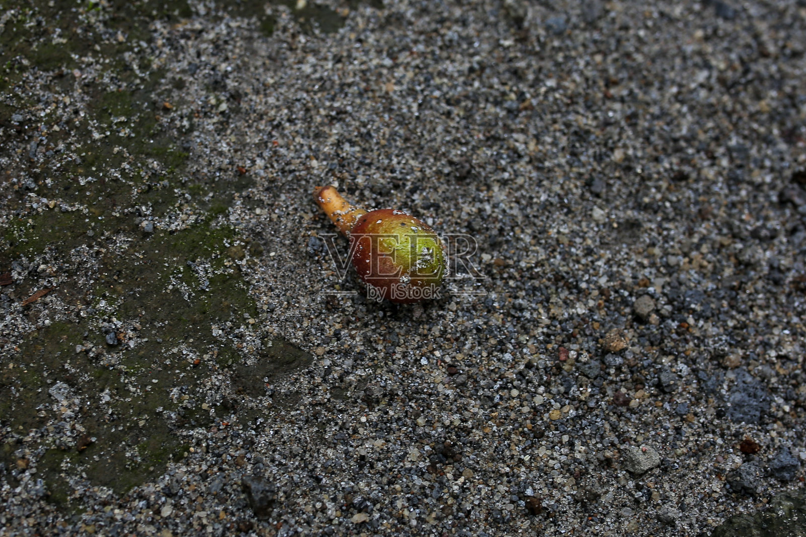鳄梨照片摄影图片