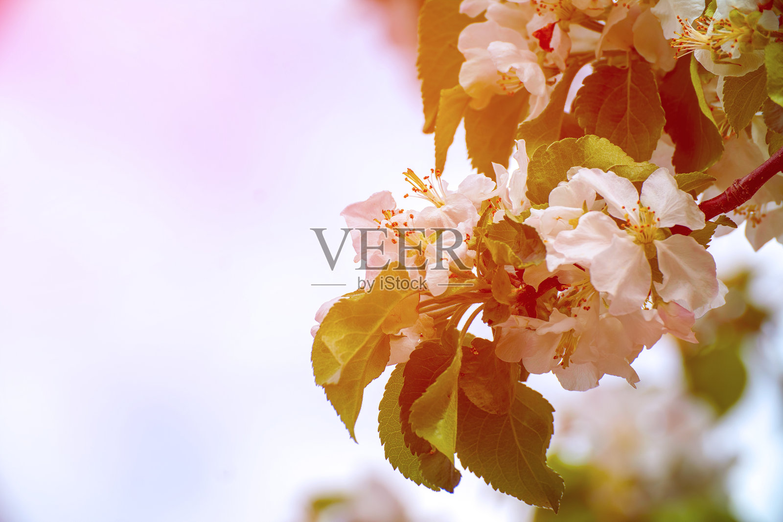 阳光下，花园里的树枝上开着白色的苹果花照片摄影图片