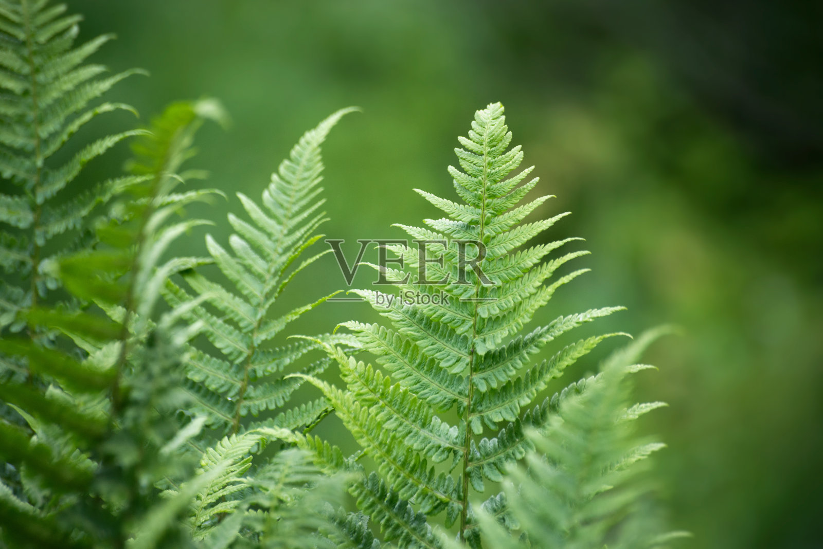 森林里的蕨叶照片摄影图片