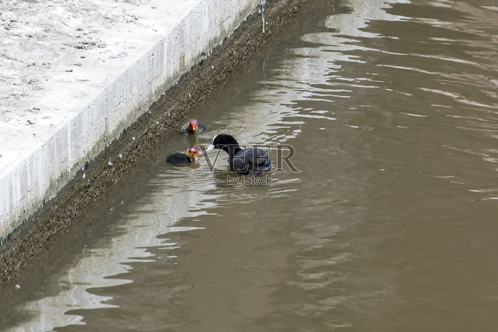 在欧洲德国拍摄的普通白骨顶。拍摄于2019年。照片摄影图片