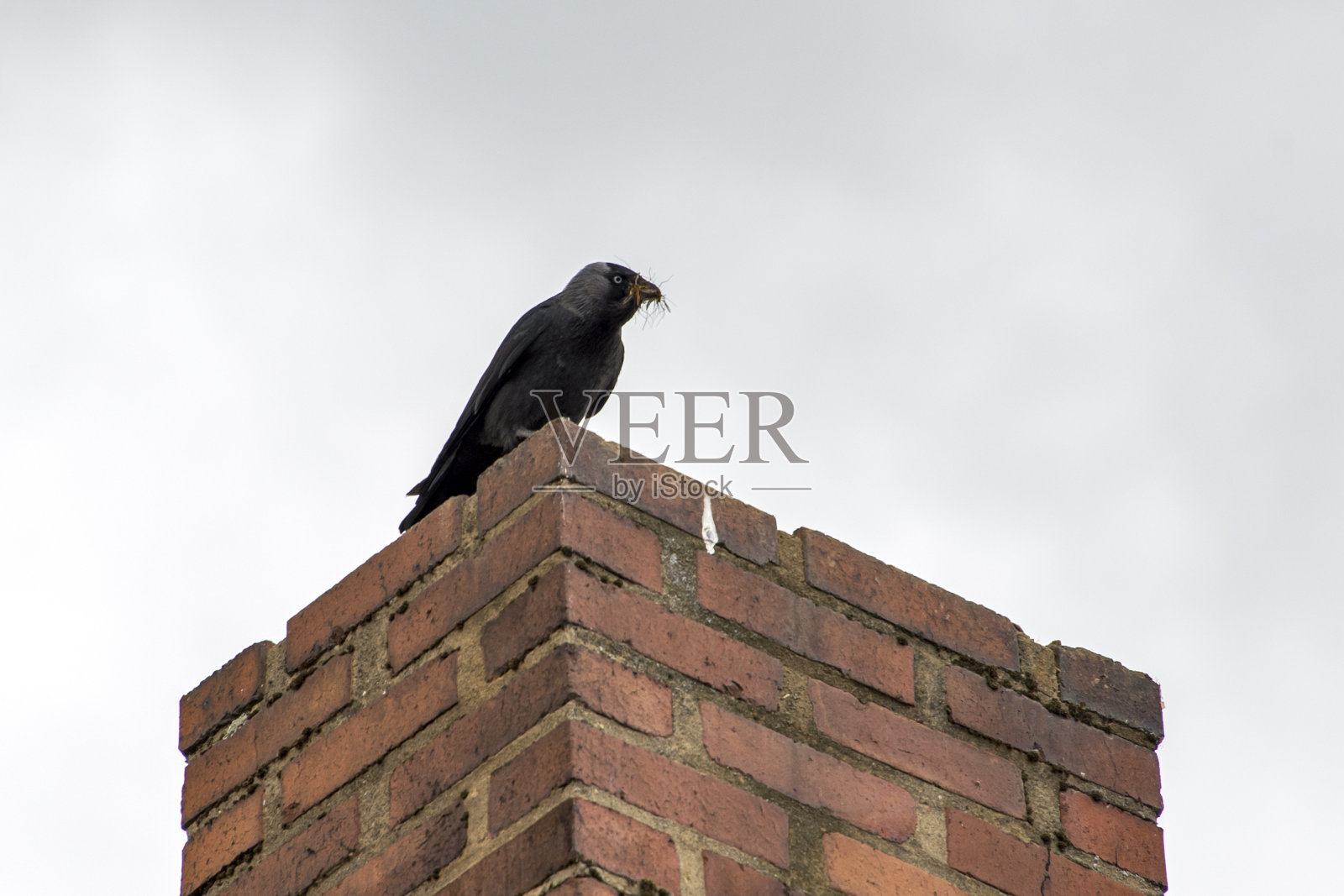 西方寒鸦在德国拍摄，在欧洲。拍摄于2019年。照片摄影图片
