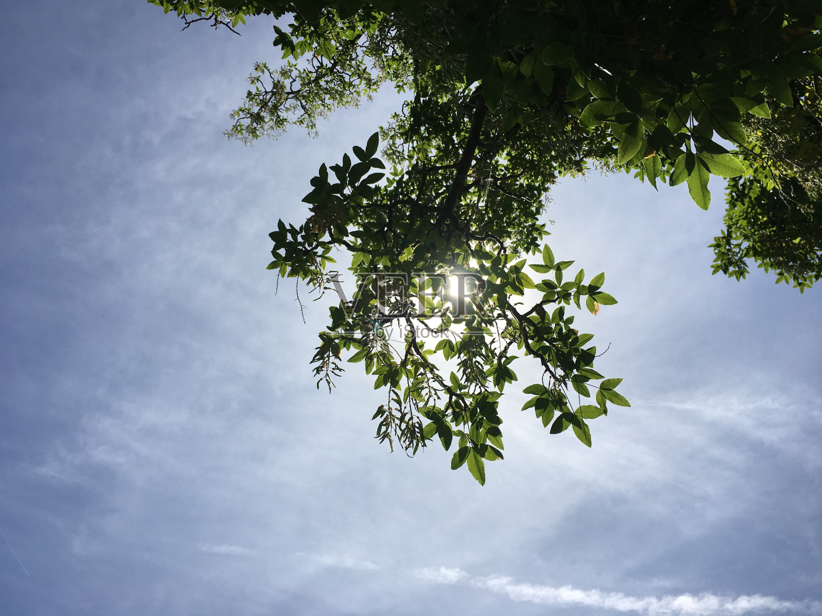 金链(金链)-树枝，嫩枝和叶子照片摄影图片