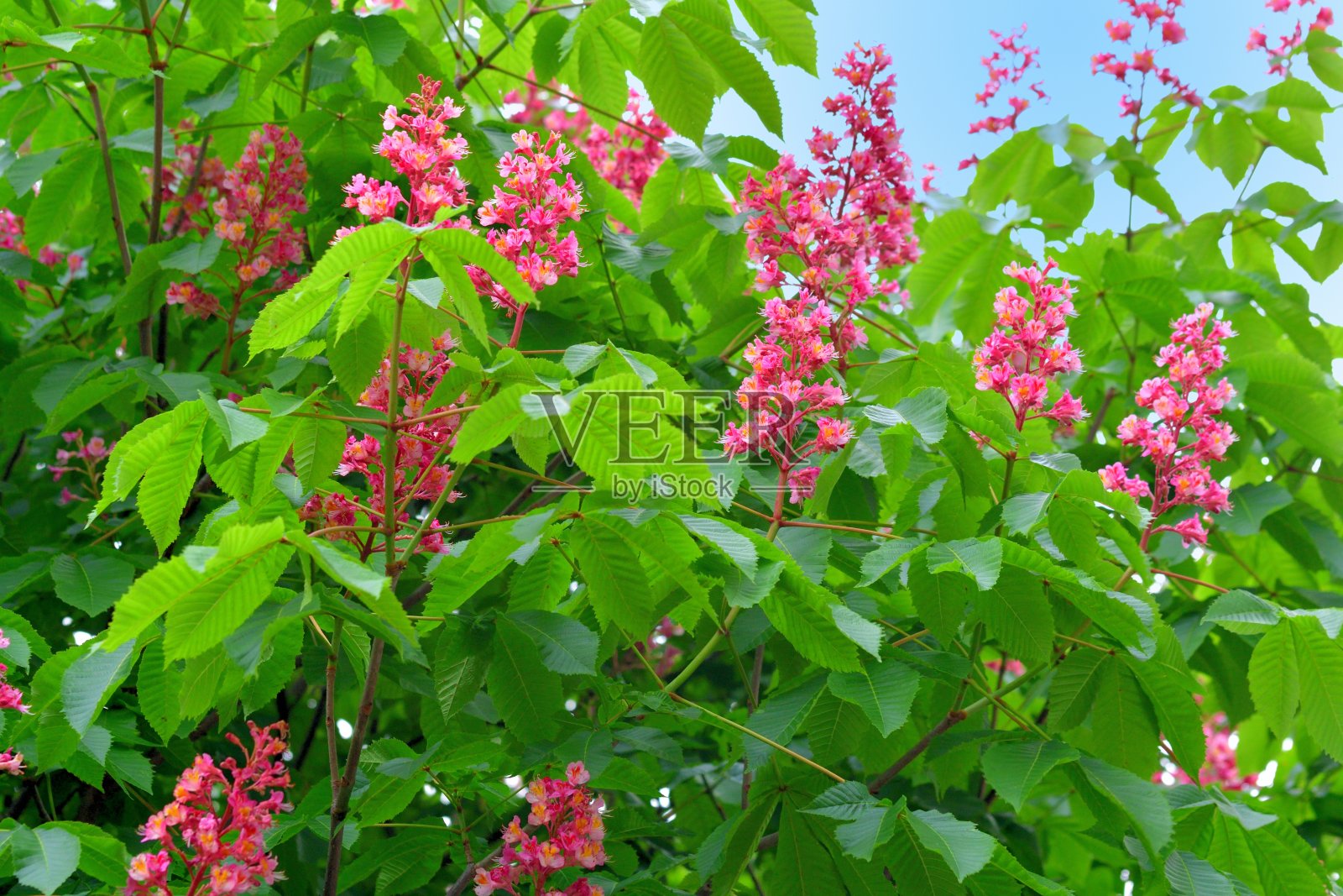 红马栗花/七叶树照片摄影图片