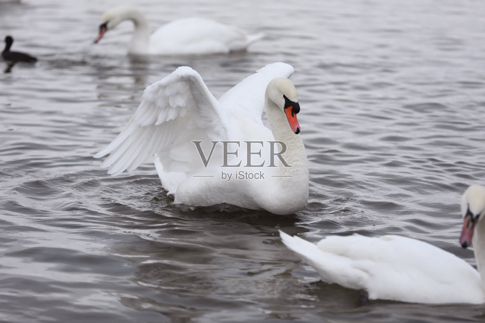 成群的天鹅在池塘里游泳。野鸟在城市过冬。鸟类生存，自然保育，生态环境观，动物生态系统照片摄影图片