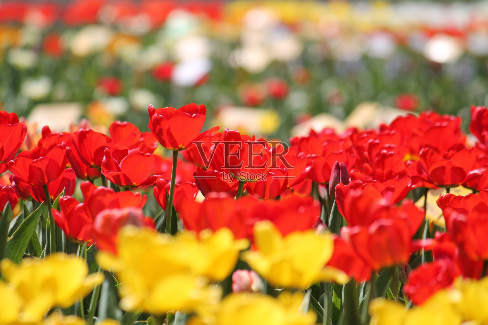 红色和黄色的郁金香在春天盛开。明亮的郁金香花田照片摄影图片
