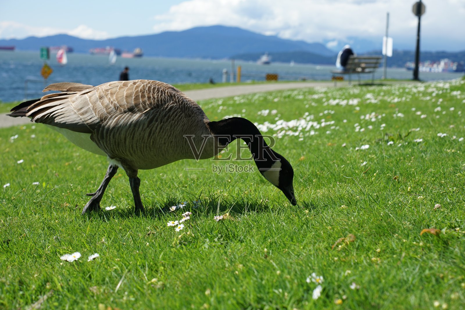 2022年春天加拿大鹅肖像照片摄影图片