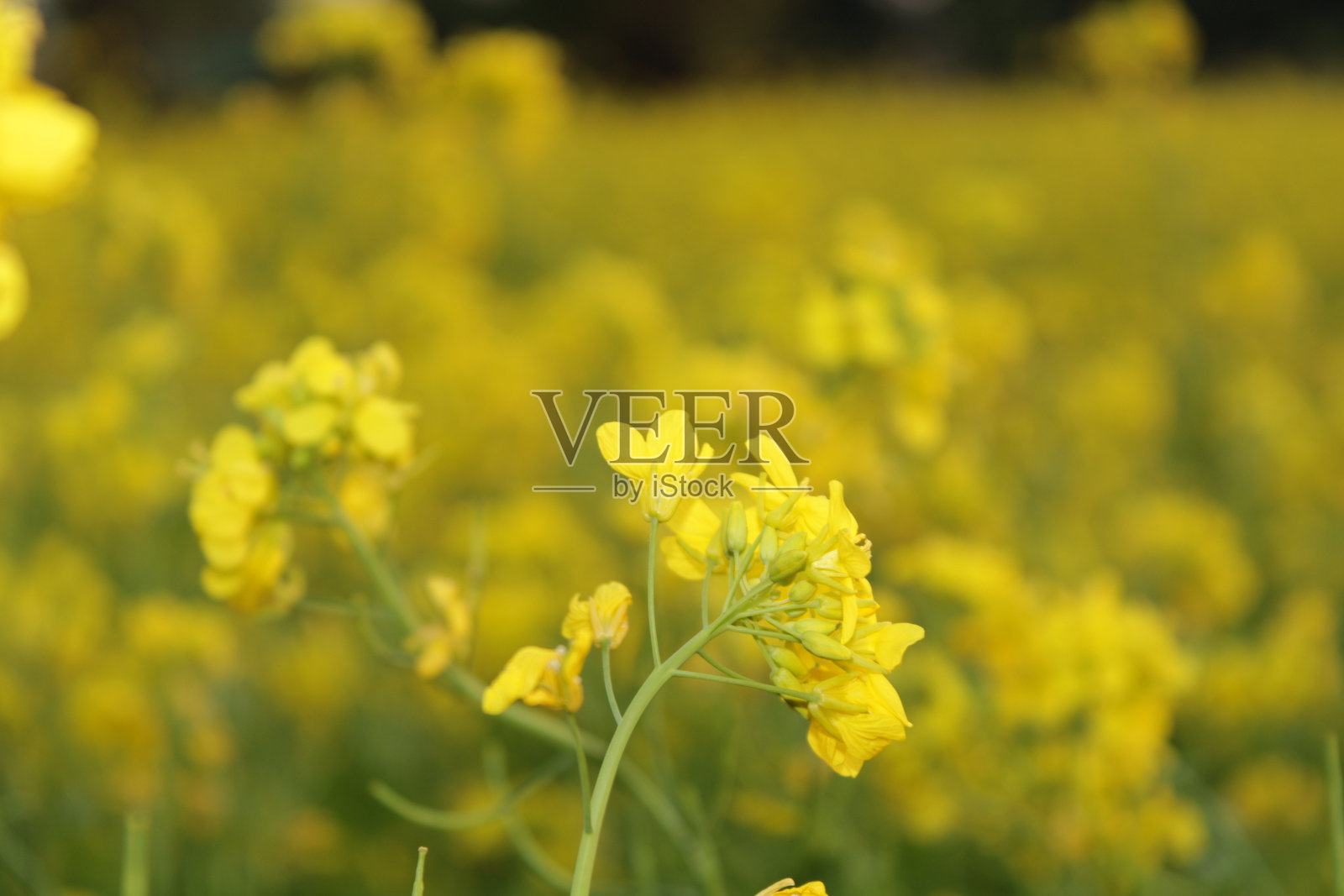 美丽的芥菜花田，印度照片摄影图片