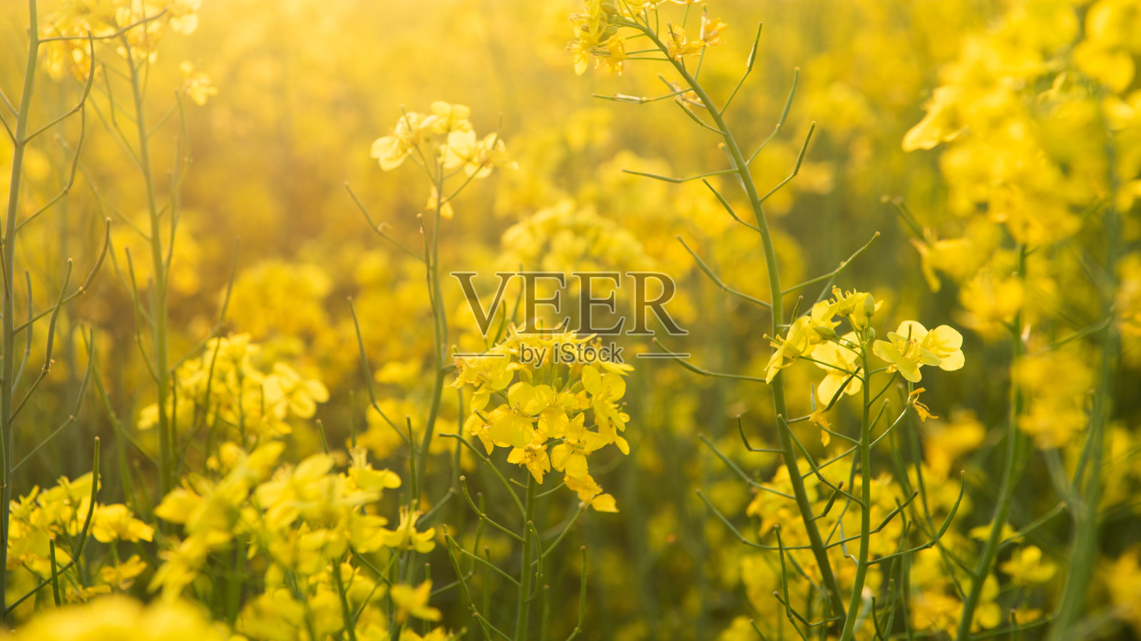 田野里黄色的油菜花照片摄影图片