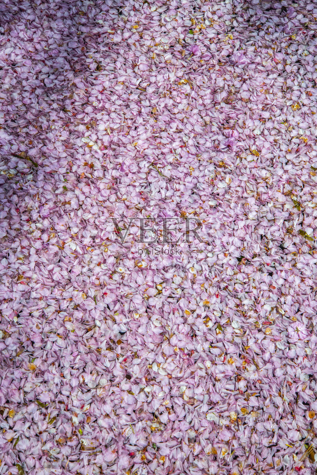 樱花的花瓣照片摄影图片