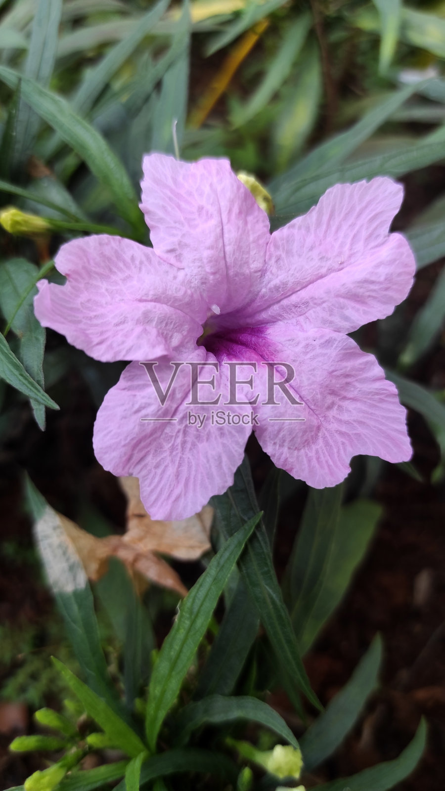 花园里的花照片摄影图片