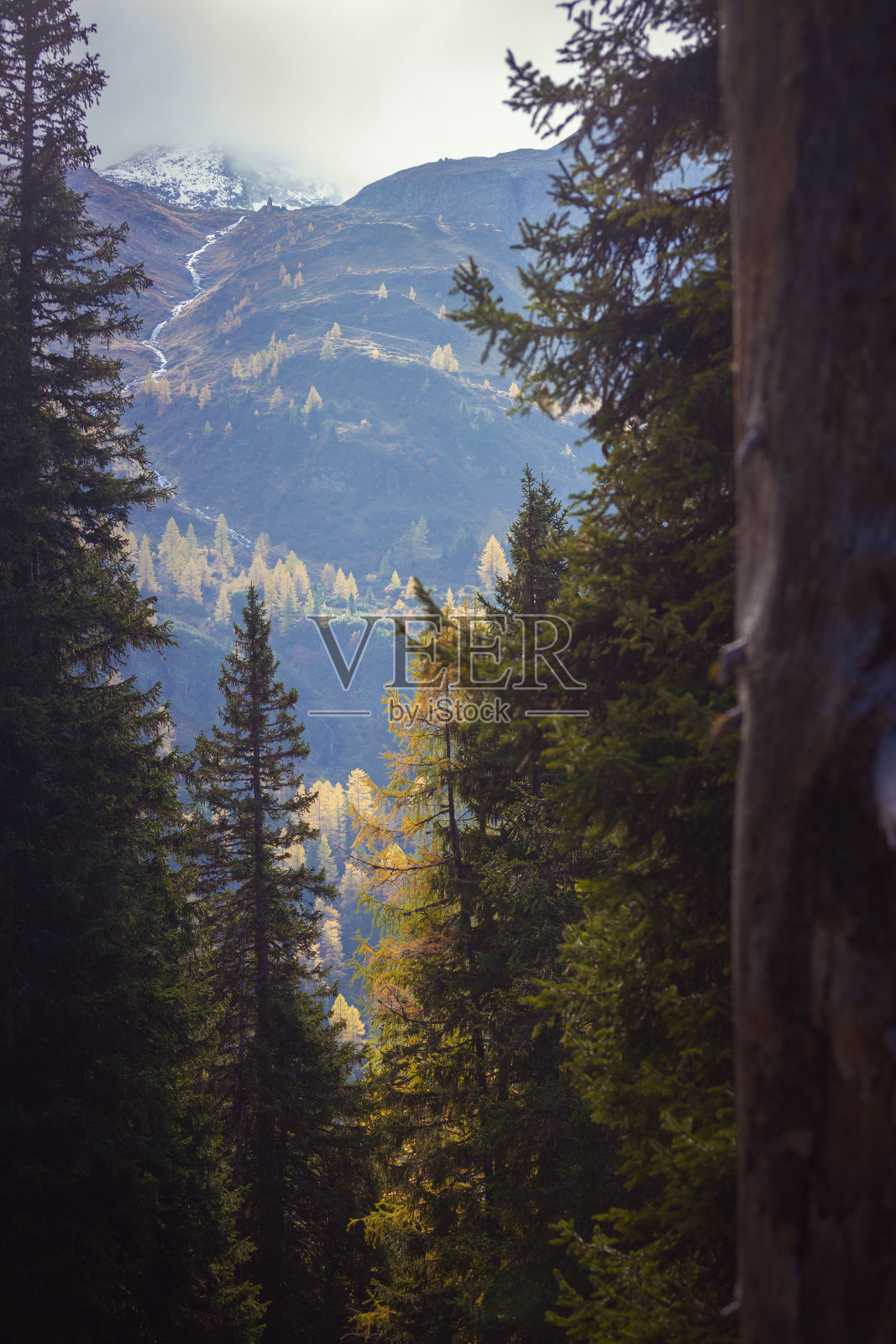 一个黄色的落叶松照片摄影图片