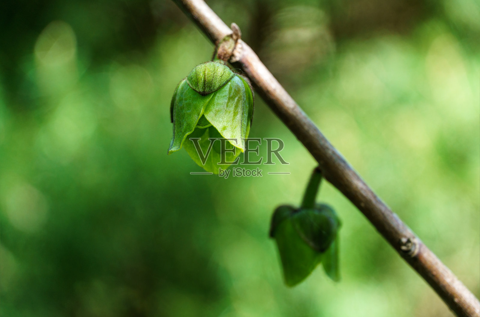 特写绿花阿西米娜三叶虫或木瓜树在春天花园对绿色模糊的背景。春天的概念。有选择性的重点。有文本的地方。照片摄影图片