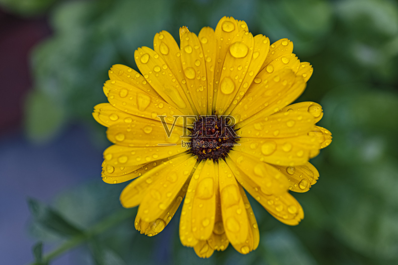 金盏花照片摄影图片