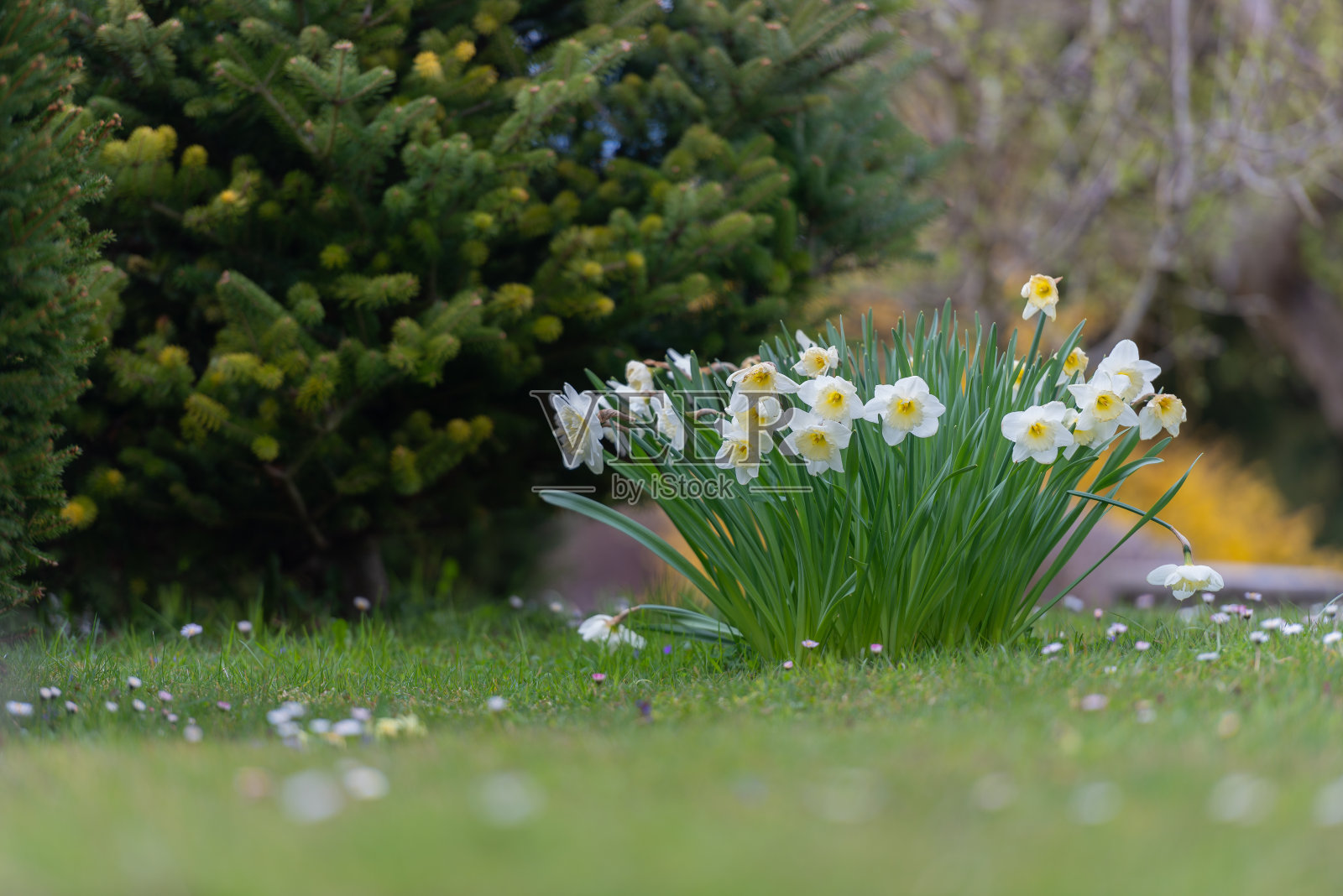 一群盛开的水仙花在花园的绿叶中。照片摄影图片