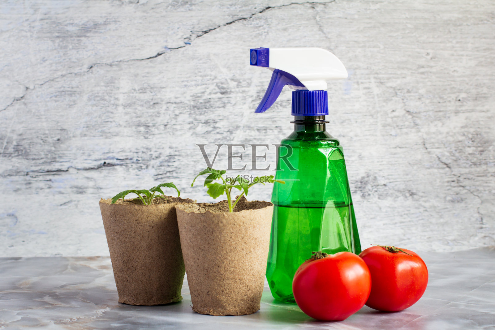 两罐绿色番茄苗。照片摄影图片