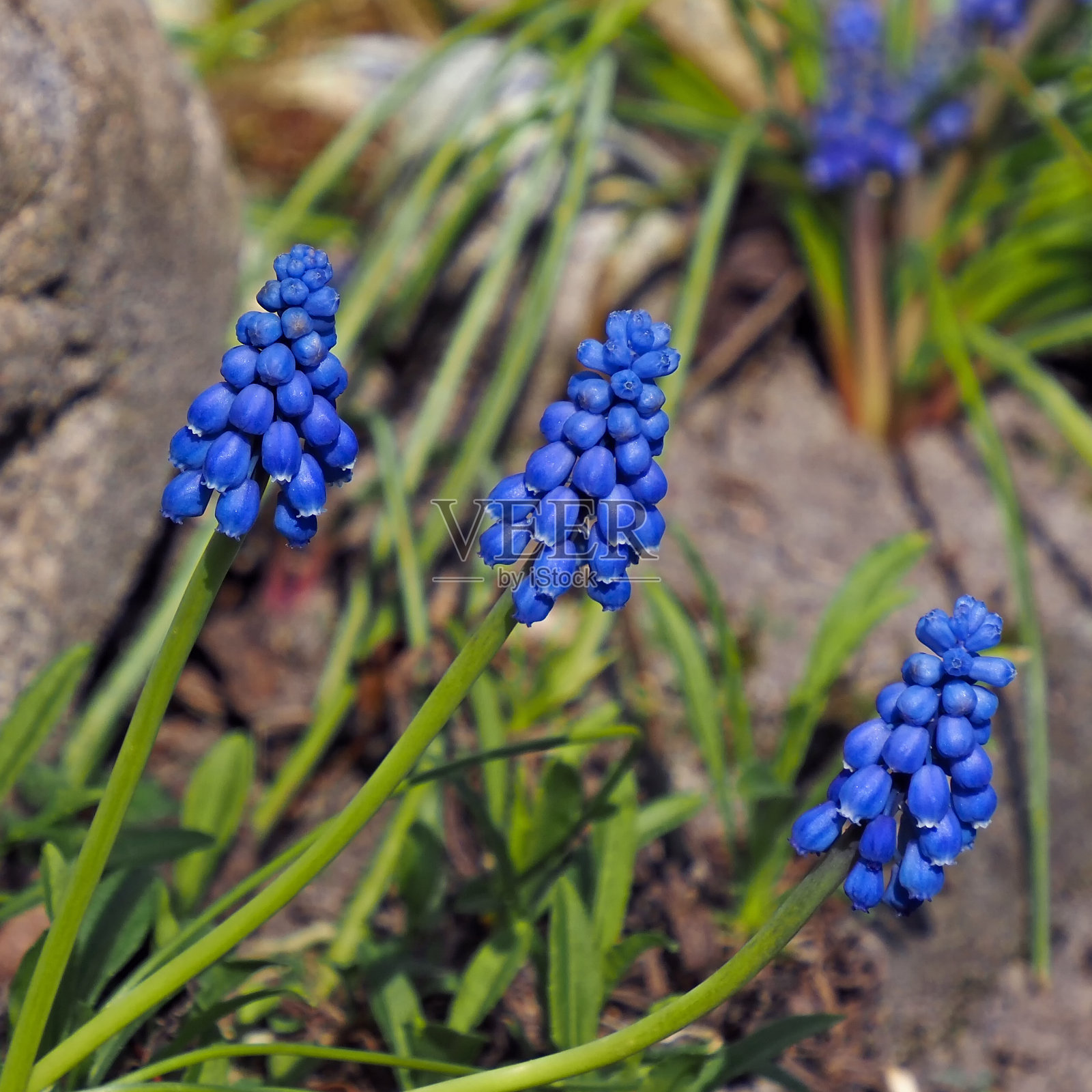 岩石花园里几种蓝色开花的葡萄风信子(Muscari)照片摄影图片