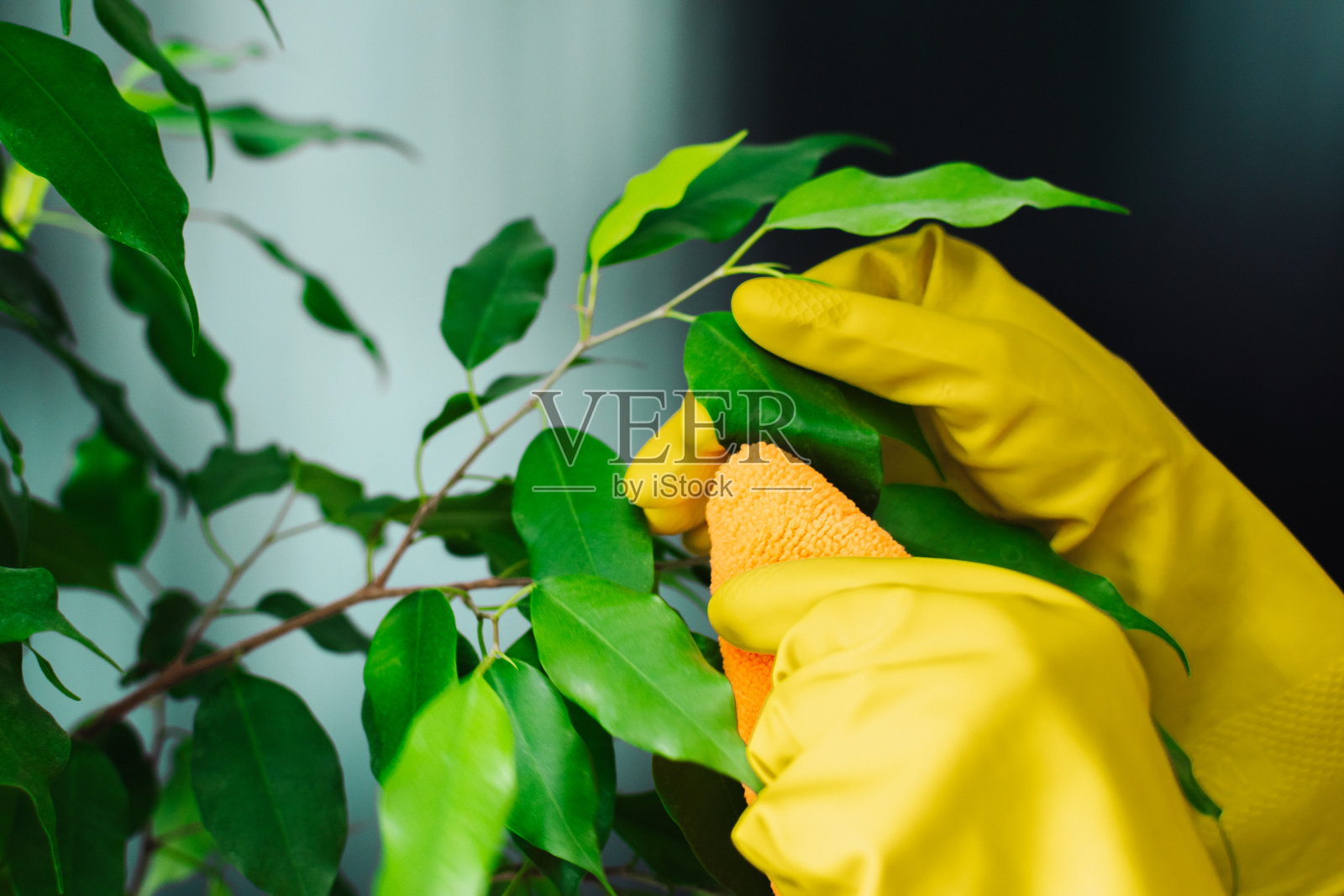一个戴着黄色手套的女人在擦拭树叶上的灰尘。有选择性的重点。特写镜头照片摄影图片