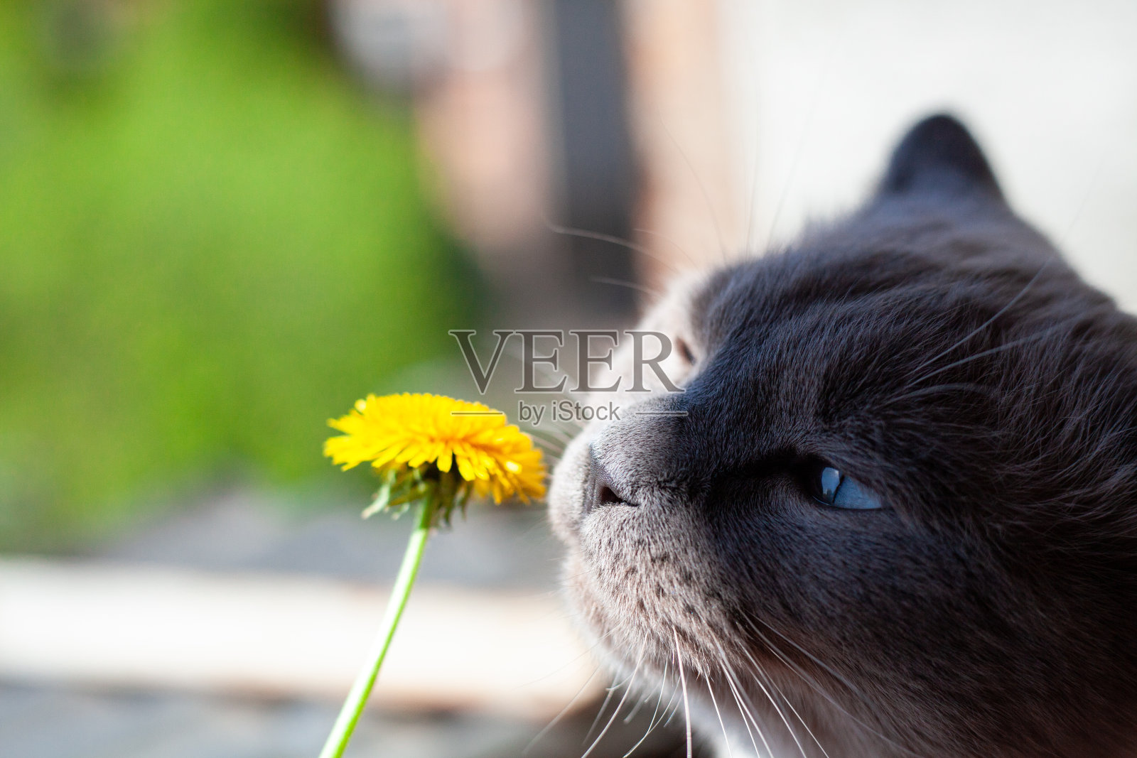 猫近距离嗅黄色蒲公英。灰猫嗅花肖像宏。选择性集中在花冠上。浅景深照片照片摄影图片