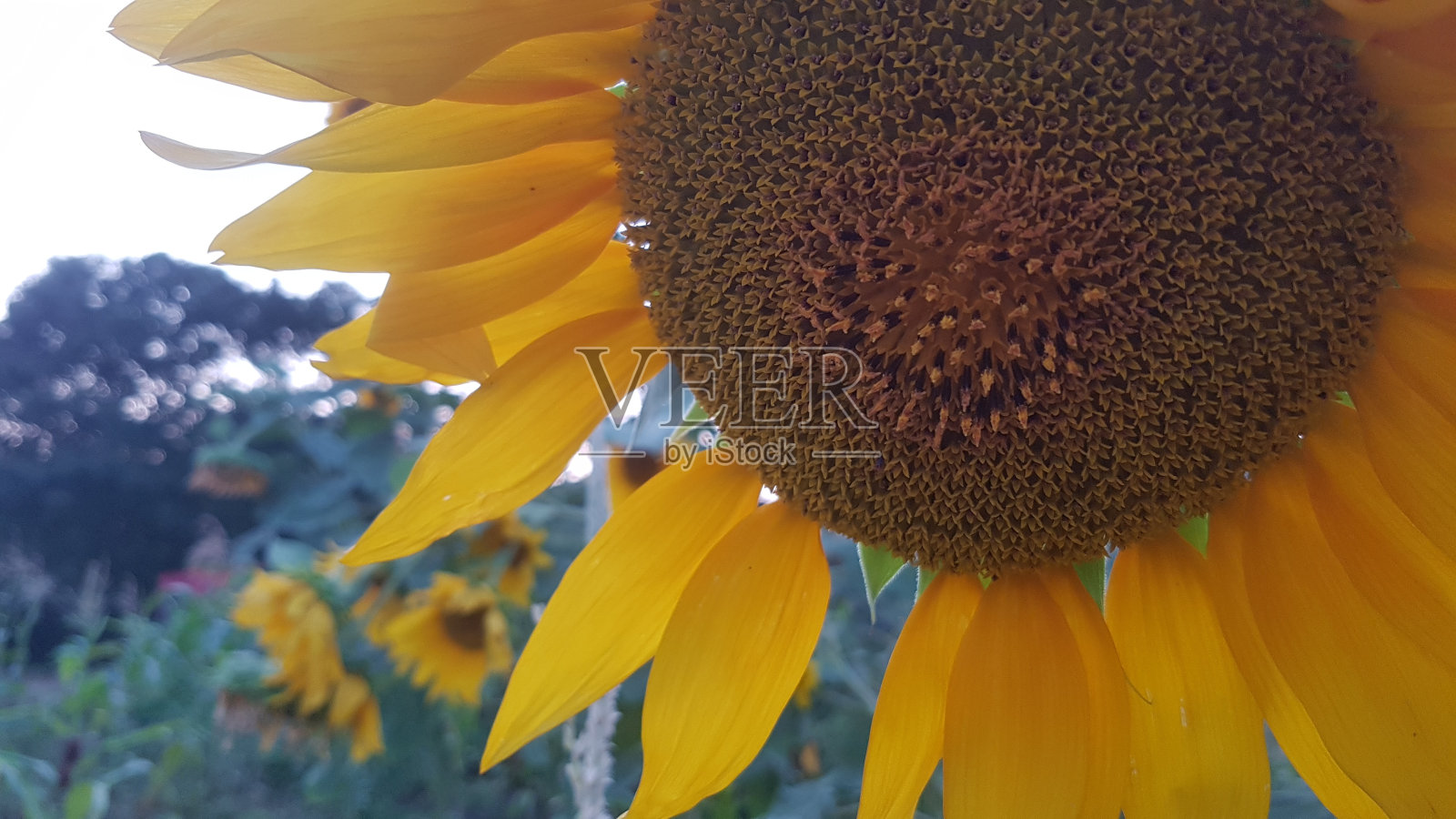向日葵花瓣垂下来照片摄影图片