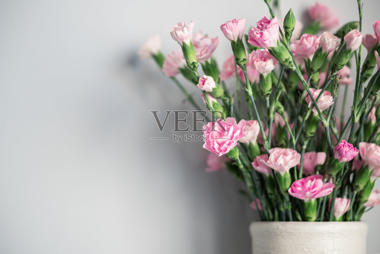 精致的浅粉色康乃馨在浅灰色的背景上照片摄影图片