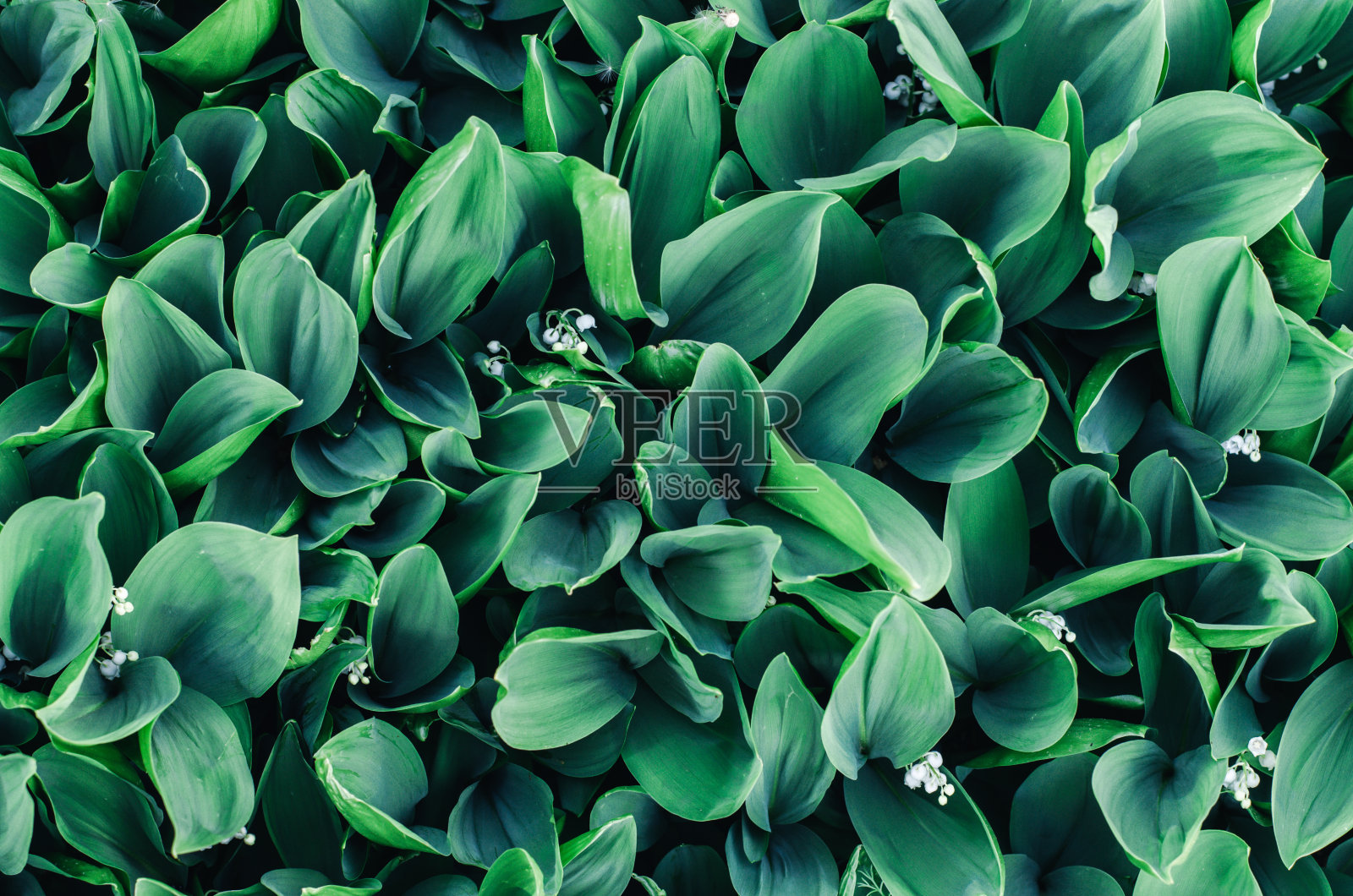 山谷百合叶的背景。美丽的自然背景百合的山谷叶子照片摄影图片