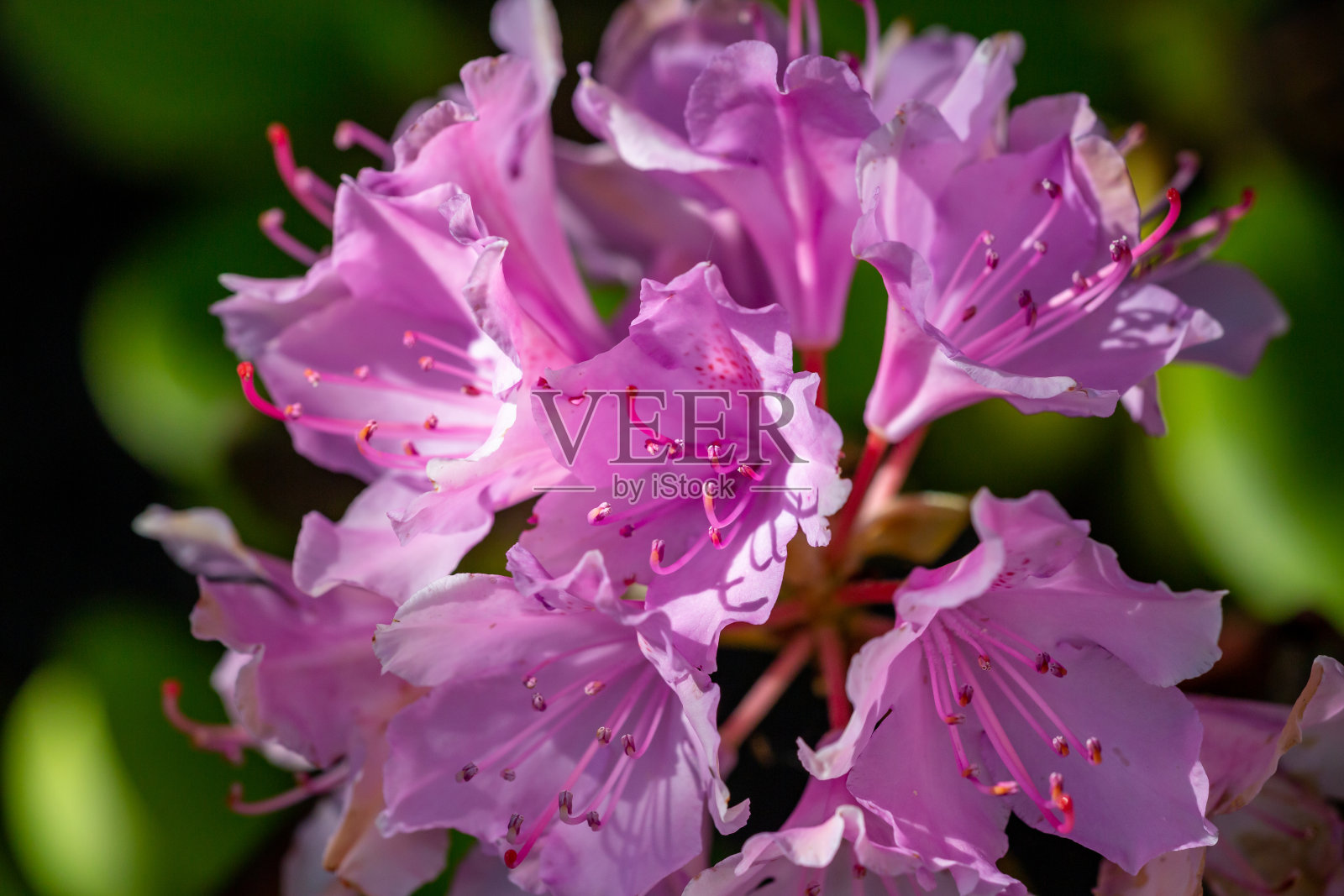 盛夏艳阳下盛开的粉色杜鹃花微缩摄影。照片摄影图片