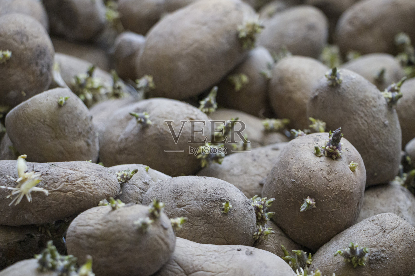 土豆发芽。照片摄影图片