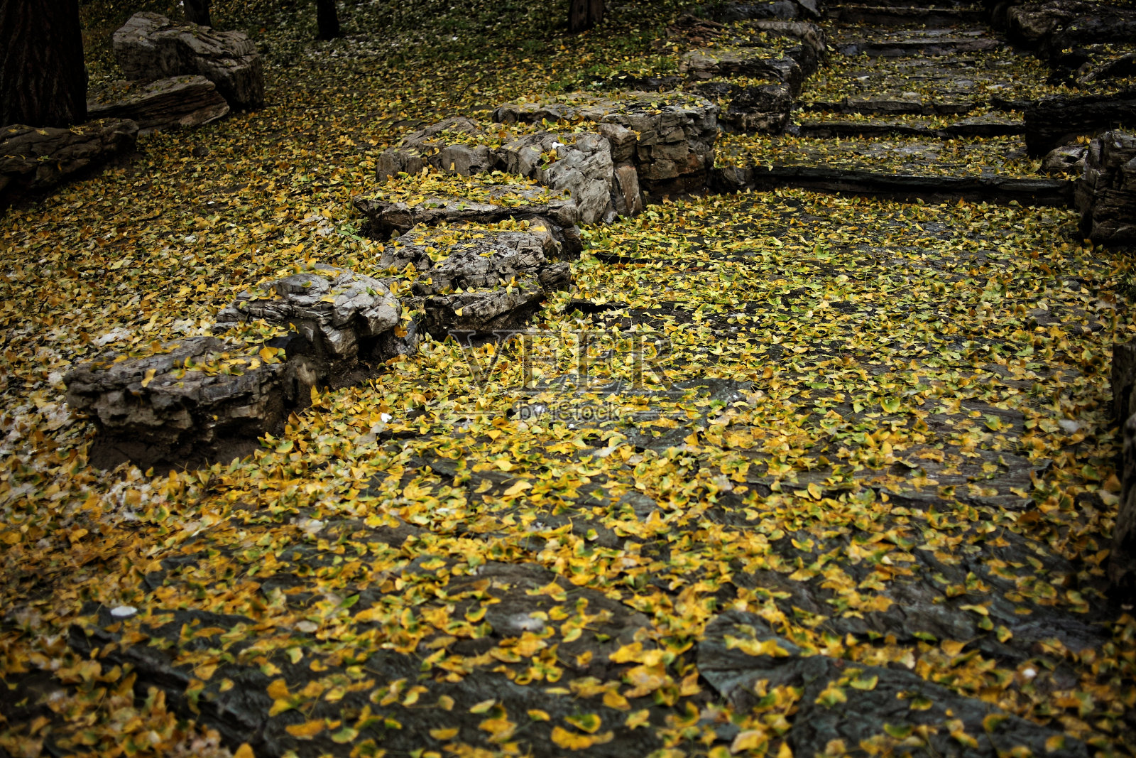 秋雨满园黄叶照片摄影图片