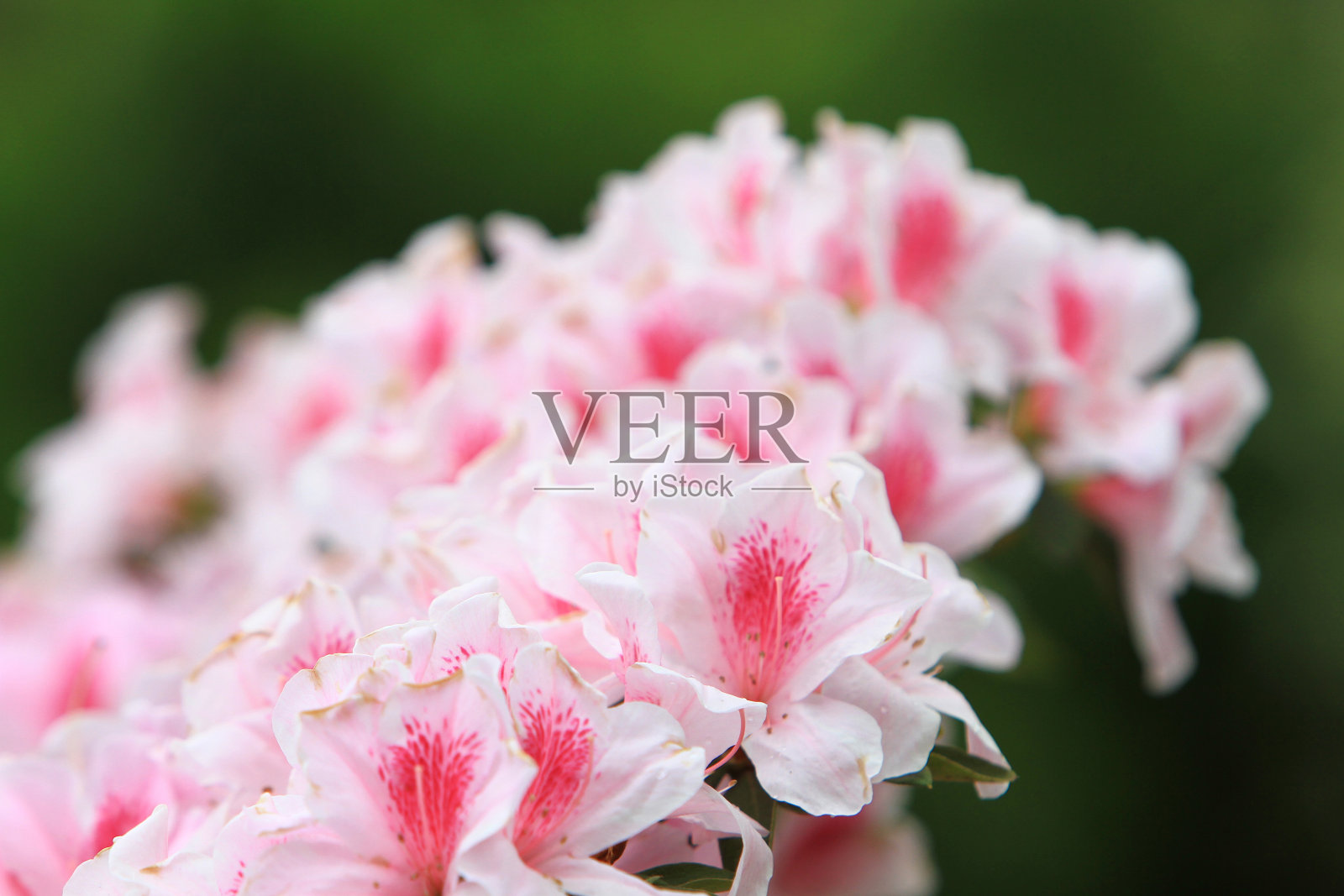 香港公园内的白色杜鹃花花坛照片摄影图片