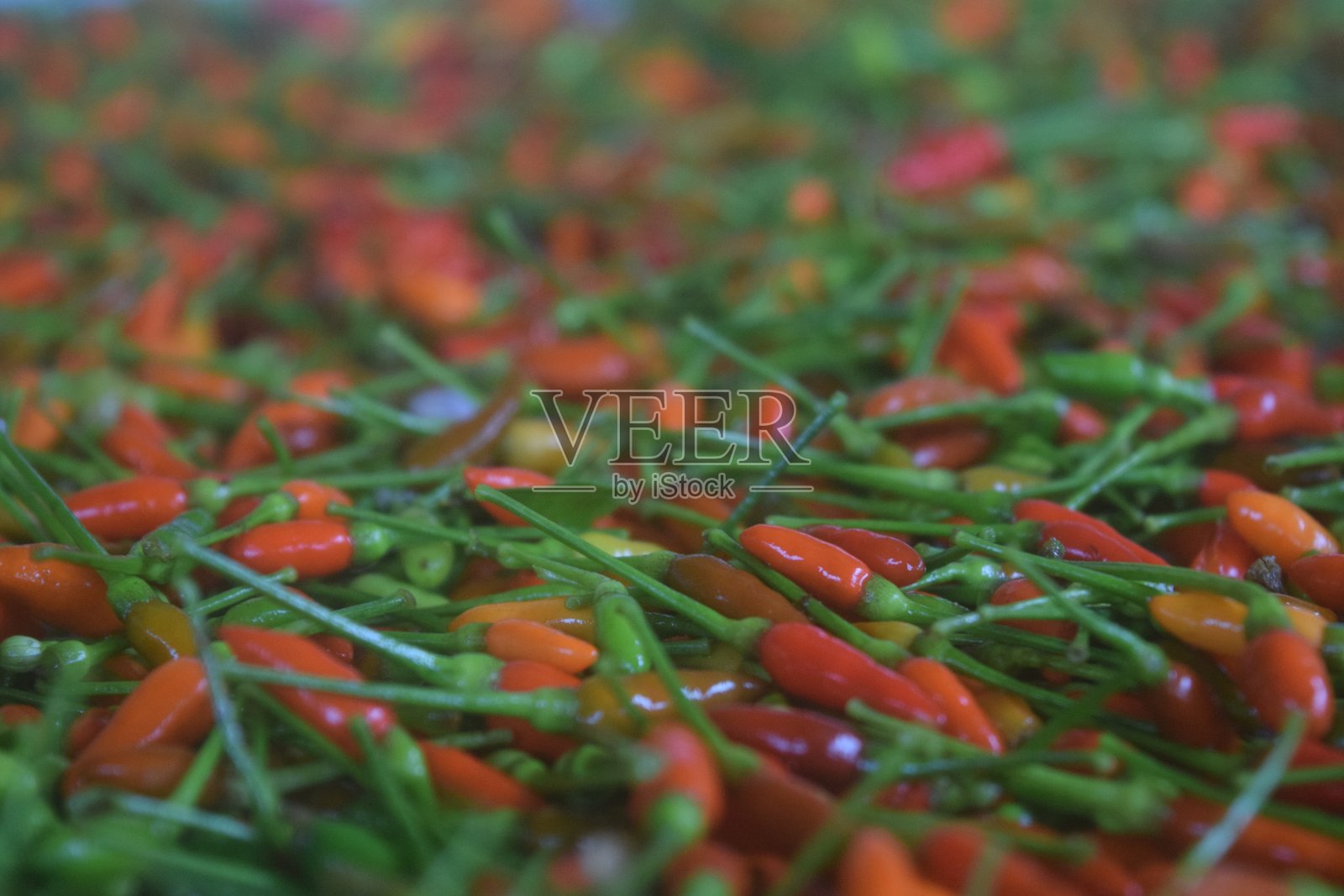 刚收获的辣椒照片摄影图片