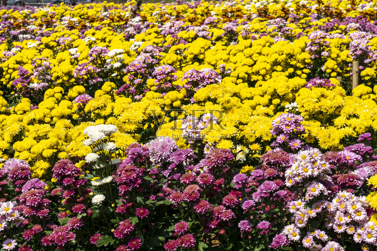 美丽的菊花照片摄影图片