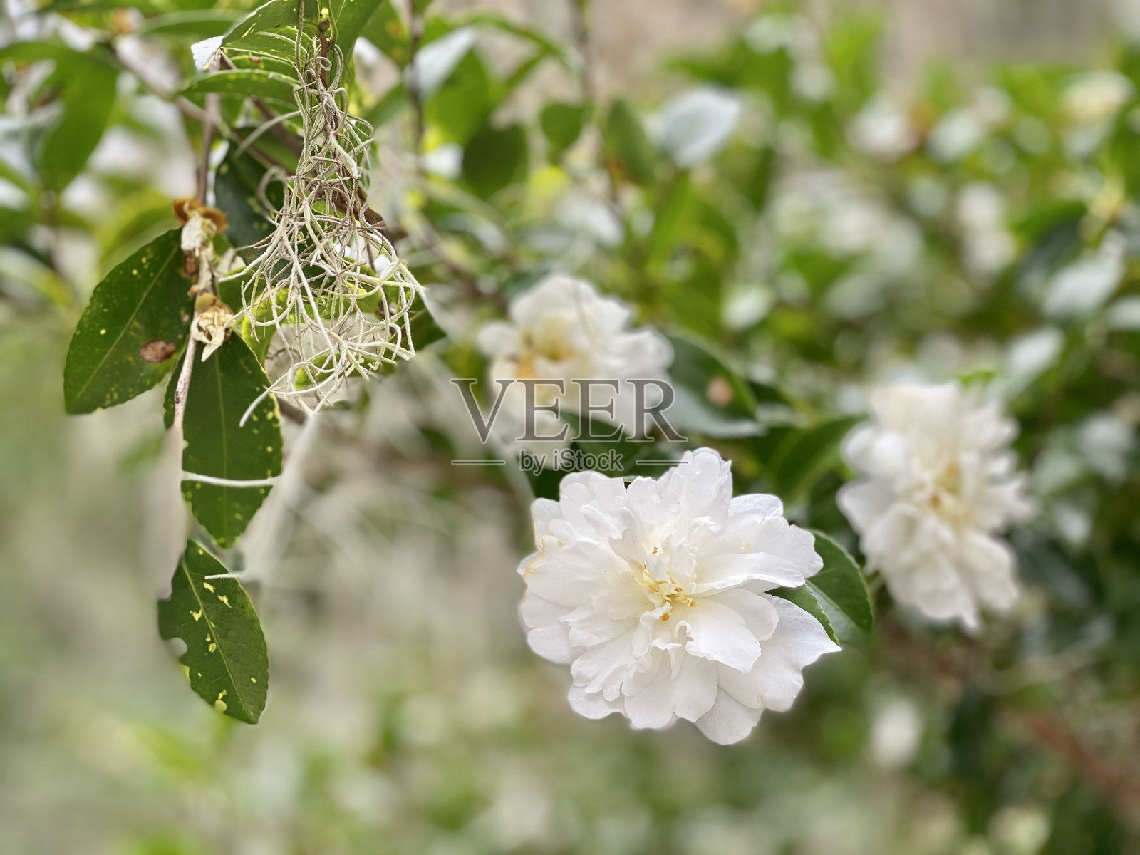 山茶花照片摄影图片