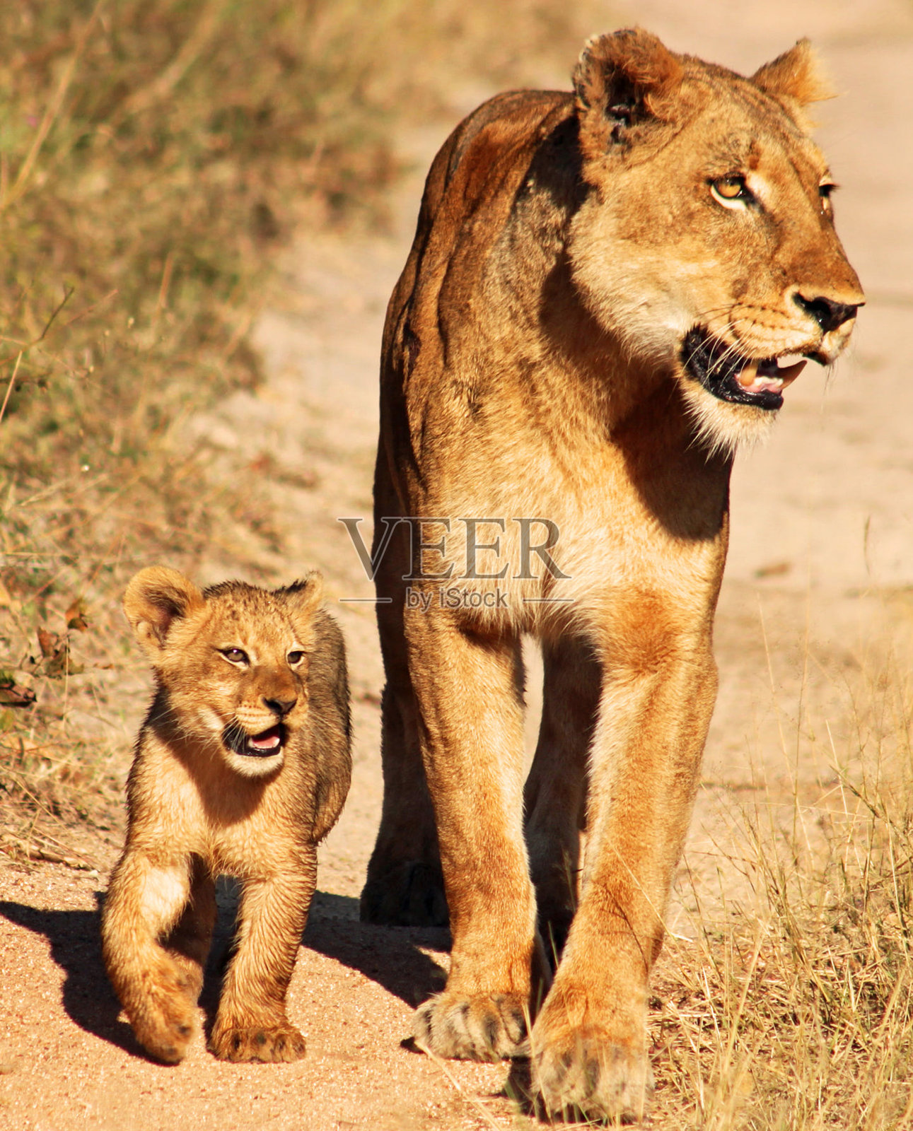 南非萨比沙的创意野生动物图片照片摄影图片