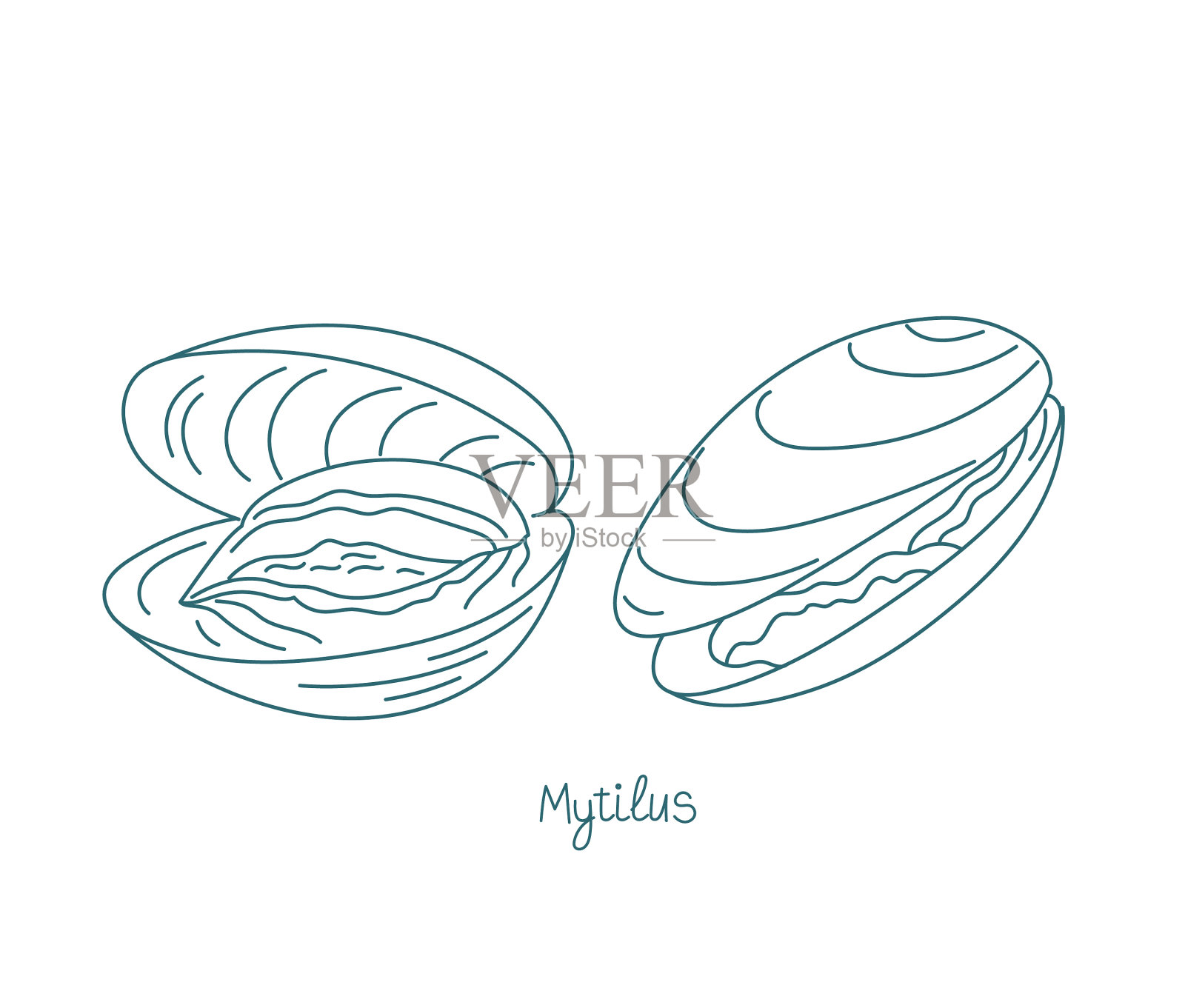 贻贝属可食贻贝外形开放插画图片素材