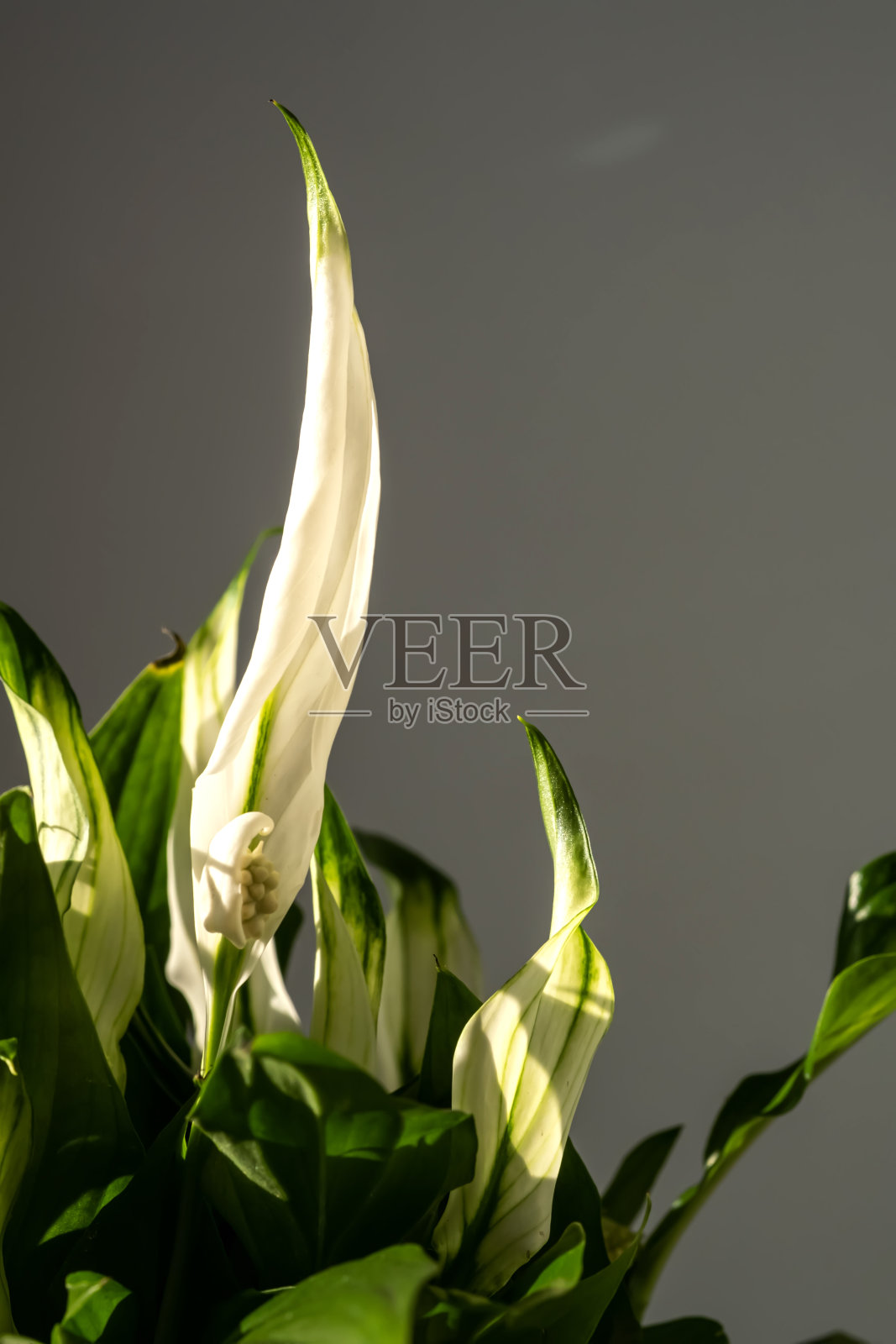 白色自制花在一个花盆特写。照片摄影图片