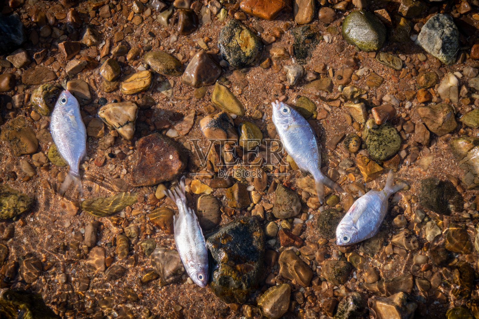 科学家在实验室中穿着安全工作服和手套进行水分析和水质检测是环境污染问题的概念。照片摄影图片