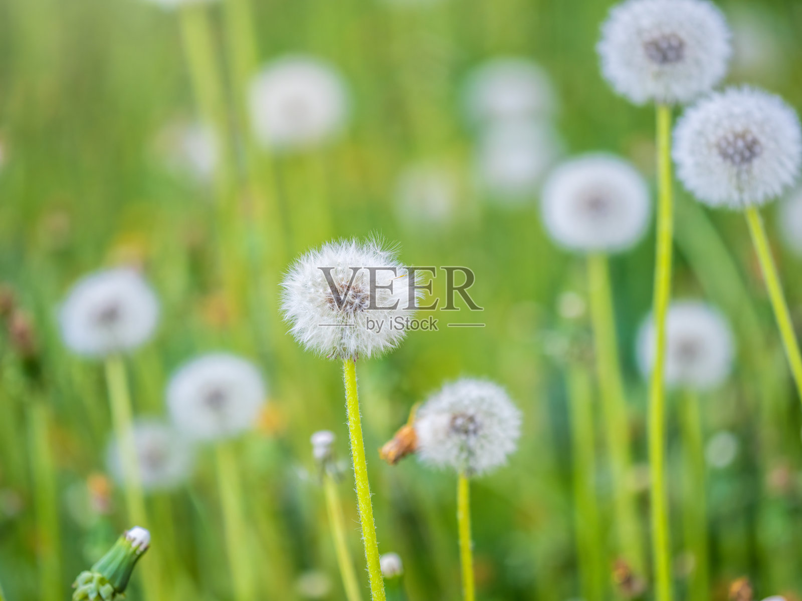 有白色蒲公英花的田野。白色蒲公英的草地。夏天的领域。蒲公英。春天的背景是白色的蒲公英。照片摄影图片