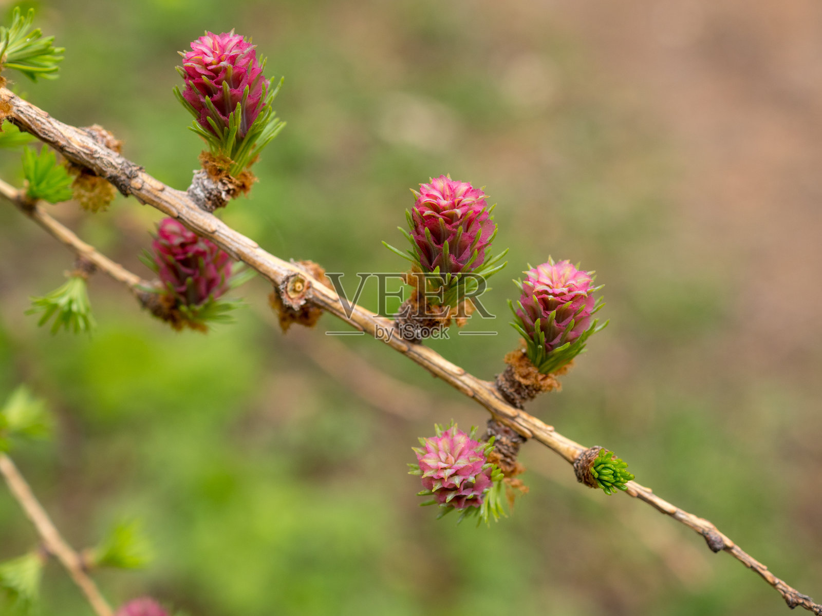 落叶松的枝条在春天有红色的芽照片摄影图片
