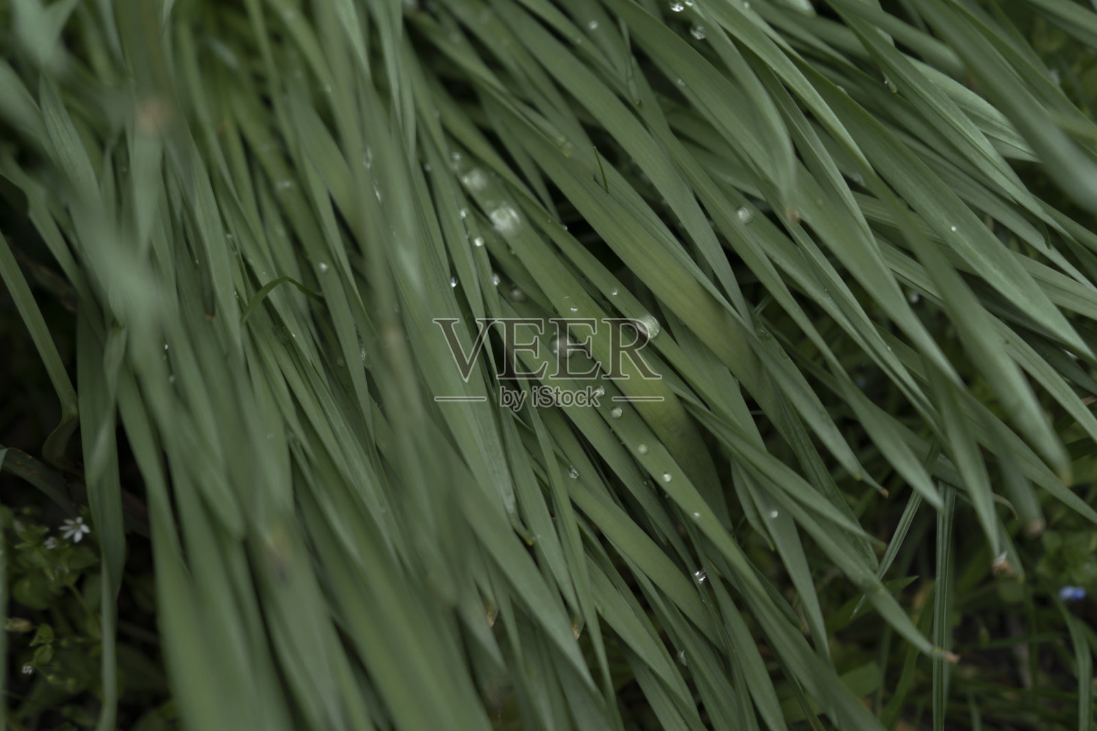 绿草顶观小露珠照片摄影图片